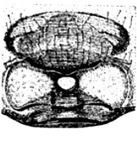 speciesimage