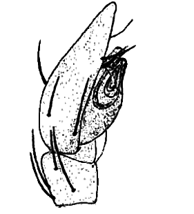 speciesimage