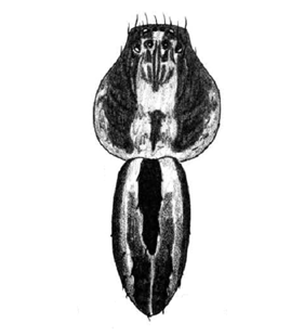 speciesimage