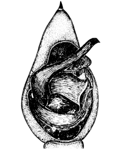 speciesimage