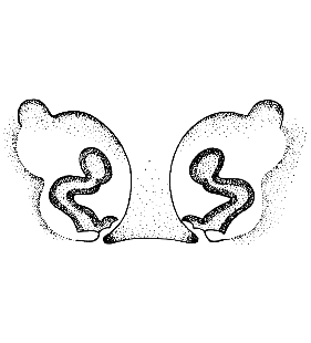 speciesimage