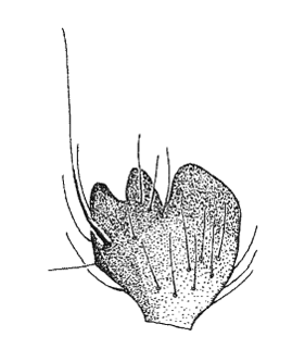 speciesimage