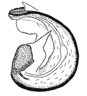 speciesimage