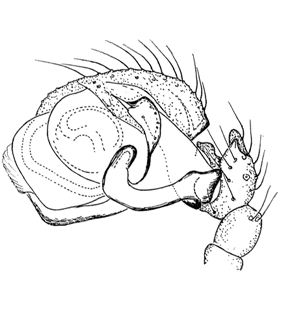 speciesimage