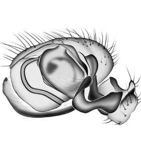 speciesimage