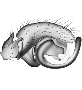 speciesimage