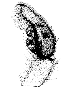 speciesimage