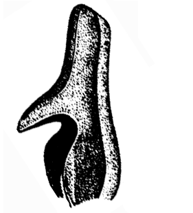 speciesimage
