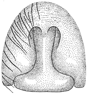 speciesimage
