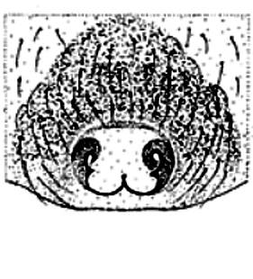 speciesimage