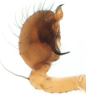species