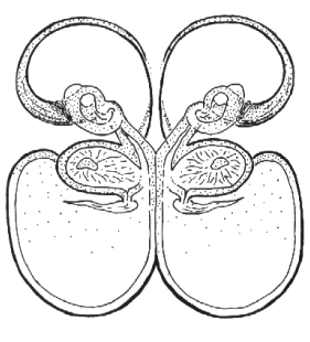 speciesimage