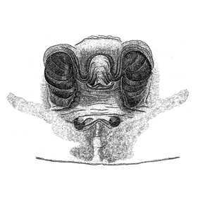 speciesimage