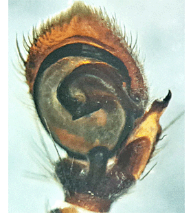 speciesimage