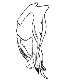 speciesimage