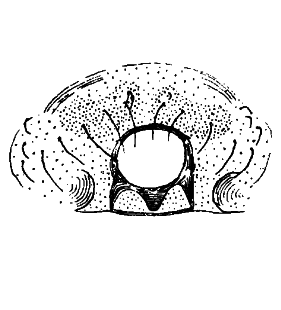 speciesimage