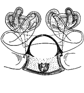 speciesimage