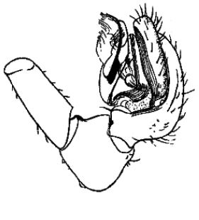 speciesimage