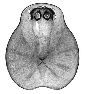 species