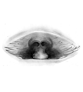 species