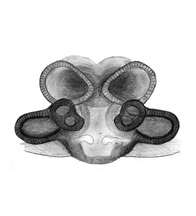 species