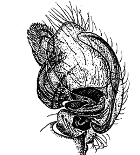 speciesimage