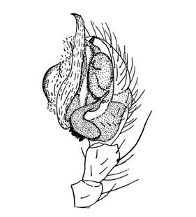 speciesimage
