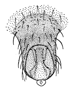 speciesimage