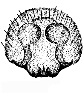 speciesimage