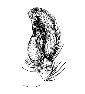 speciesimage