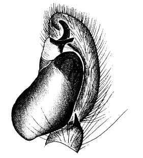 speciesimage