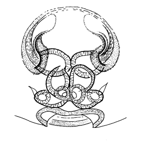 speciesimage