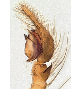 species