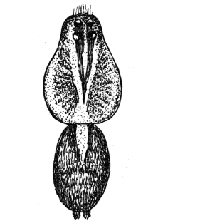 speciesimage