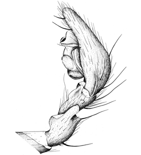 speciesimage