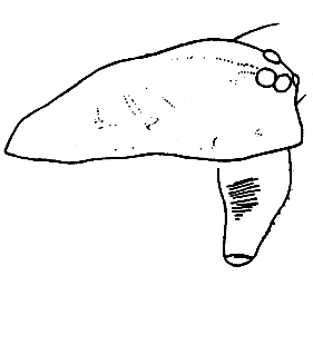 speciesimage