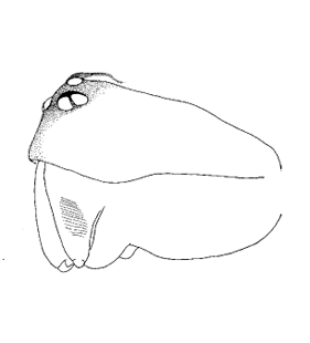 speciesimage