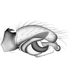 speciesimage