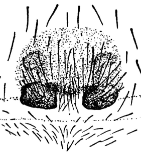 speciesimage
