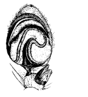species