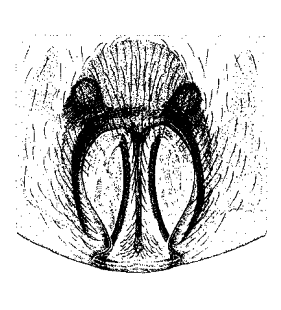 species