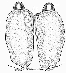 species