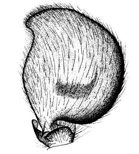 speciesimage