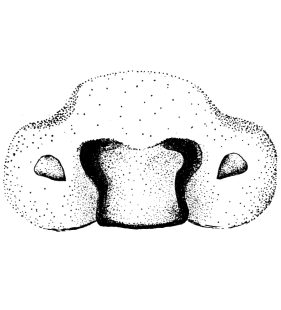 speciesimage
