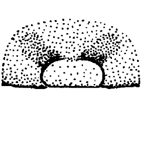 speciesimage