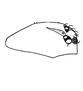 species