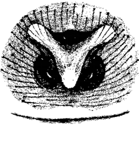 speciesimage