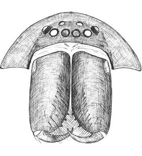 species