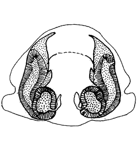 speciesimage
