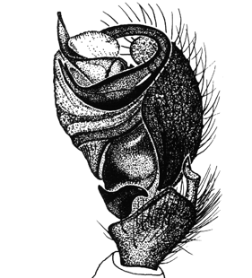 speciesimage